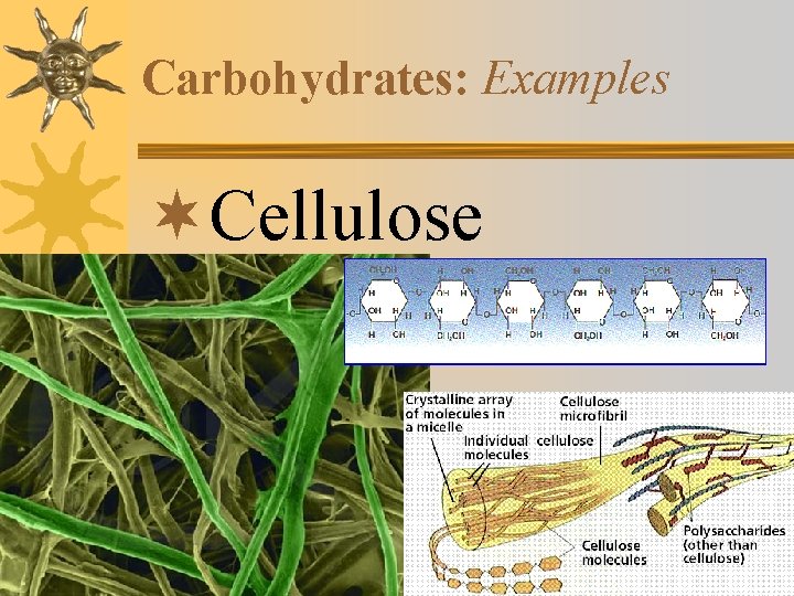 Carbohydrates: Examples ¬Cellulose 
