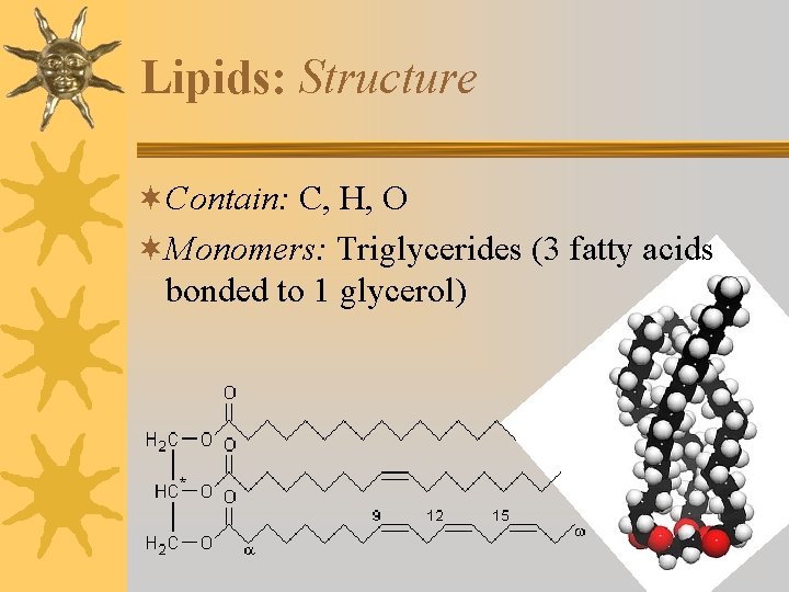Lipids: Structure ¬Contain: C, H, O ¬Monomers: Triglycerides (3 fatty acids bonded to 1