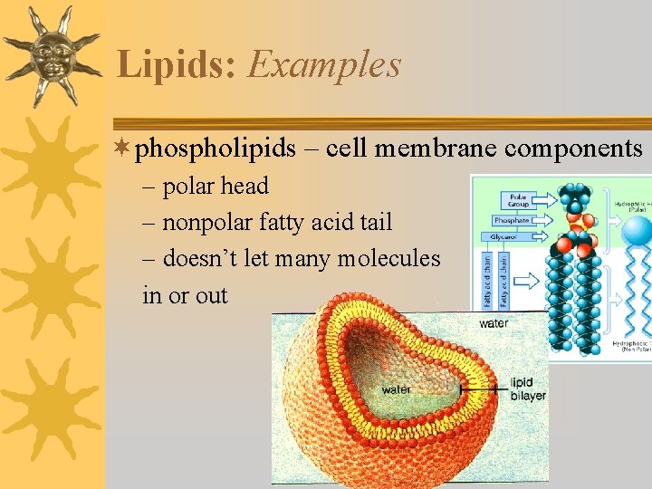 Lipids: Examples ¬phospholipids – cell membrane components – polar head – nonpolar fatty acid