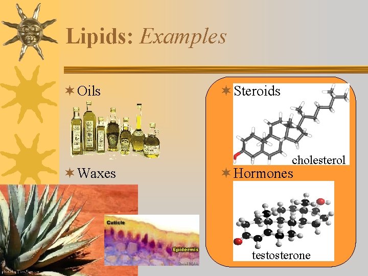 Lipids: Examples ¬ Oils ¬ Waxes ¬ Steroids cholesterol ¬ Hormones testosterone 