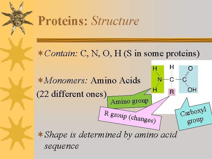 Proteins: Structure ¬Contain: C, N, O, H (S in some proteins) ¬Monomers: Amino Acids