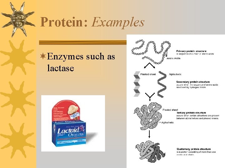 Protein: Examples ¬Enzymes such as lactase 
