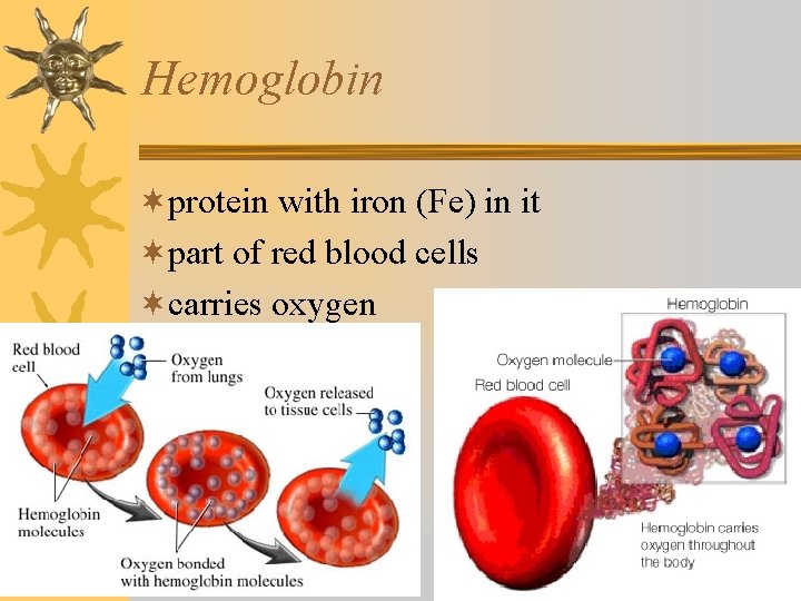 Hemoglobin ¬protein with iron (Fe) in it ¬part of red blood cells ¬carries oxygen