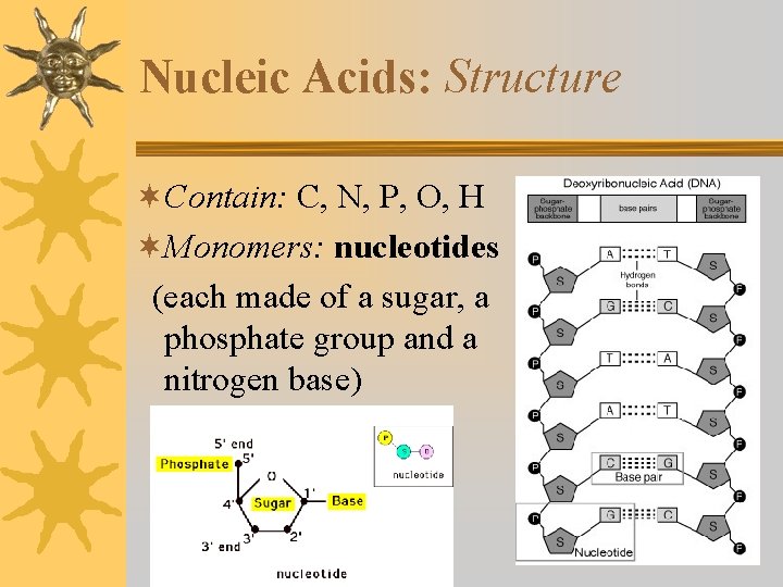 Nucleic Acids: Structure ¬Contain: C, N, P, O, H ¬Monomers: nucleotides (each made of