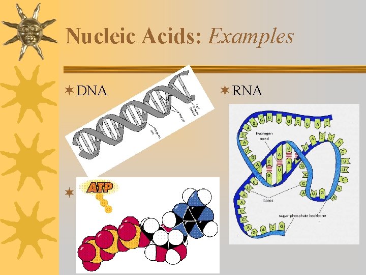 Nucleic Acids: Examples ¬ DNA ¬ ATP ¬ RNA 