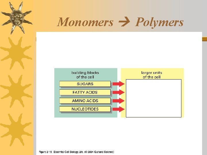 Monomers Polymers 