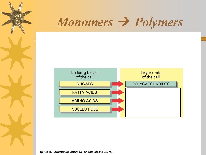 Monomers Polymers 