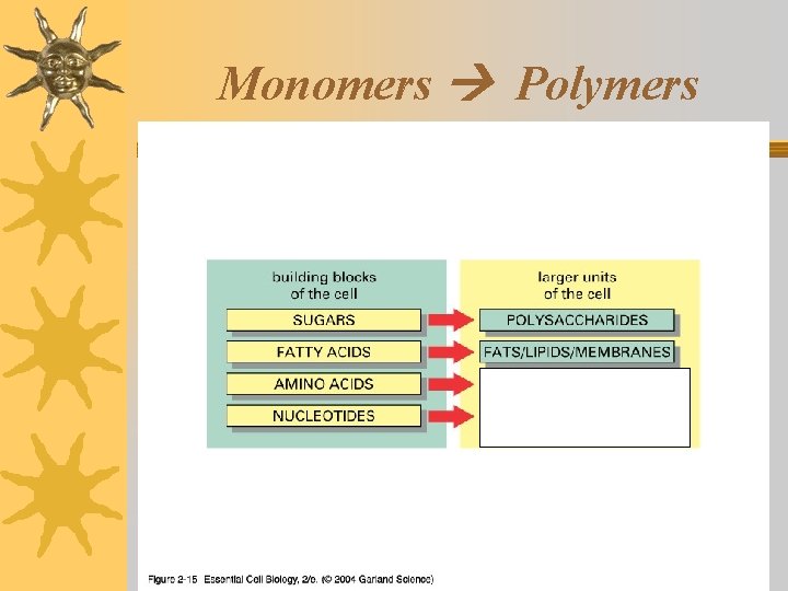 Monomers Polymers 