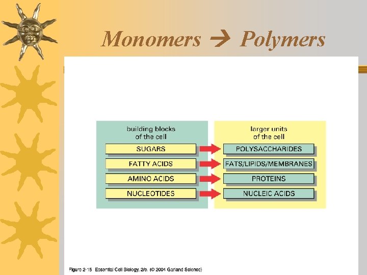 Monomers Polymers 