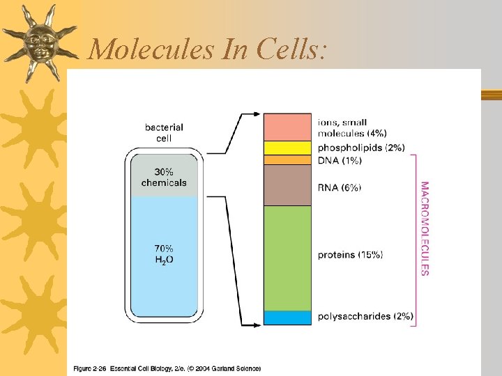 Molecules In Cells: 