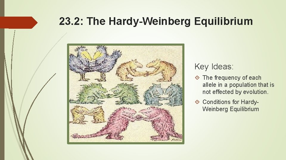 23. 2: The Hardy-Weinberg Equilibrium Key Ideas: The frequency of each allele in a