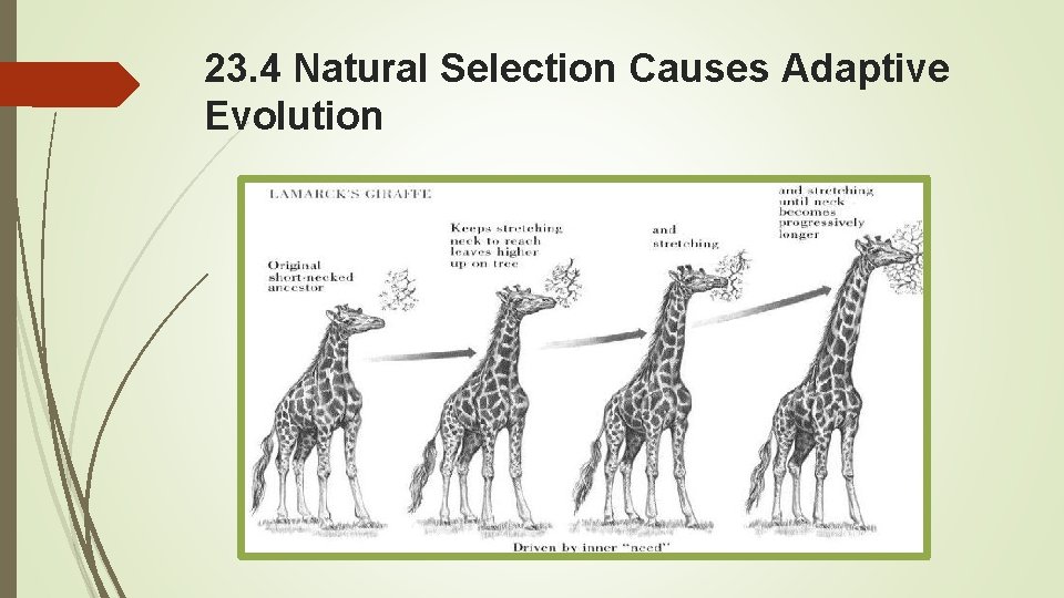23. 4 Natural Selection Causes Adaptive Evolution 