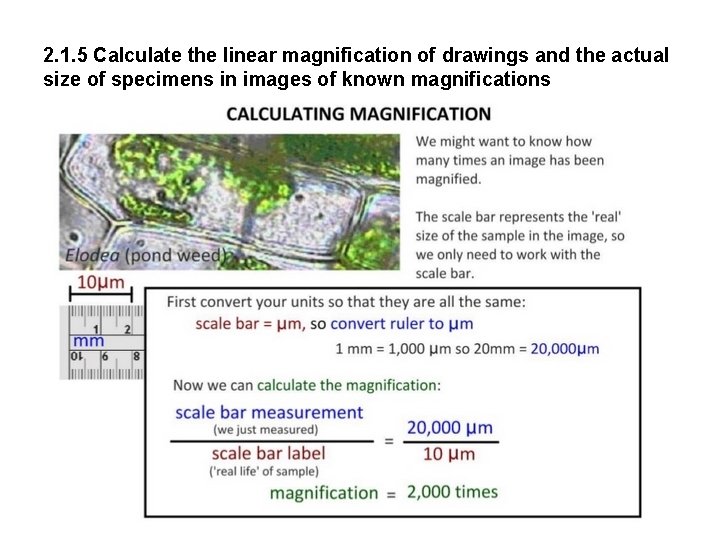 2. 1. 5 Calculate the linear magnification of drawings and the actual size of