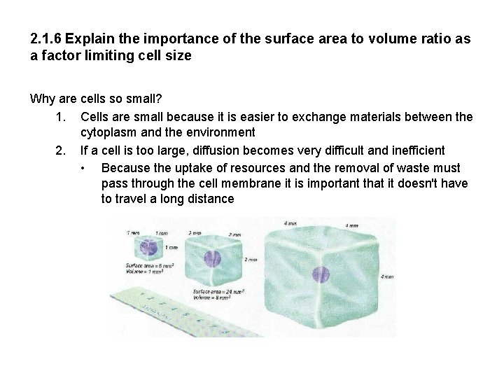 2. 1. 6 Explain the importance of the surface area to volume ratio as