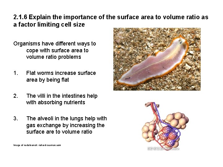 2. 1. 6 Explain the importance of the surface area to volume ratio as