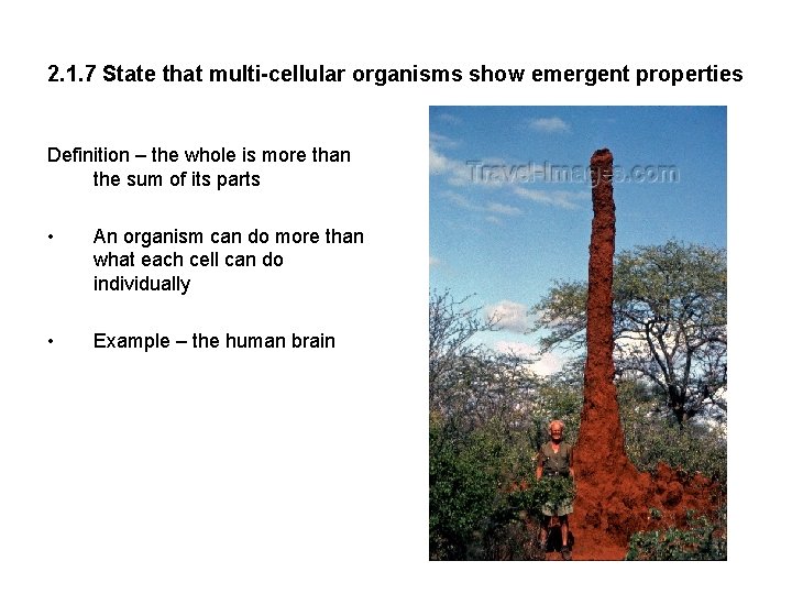 2. 1. 7 State that multi-cellular organisms show emergent properties Definition – the whole