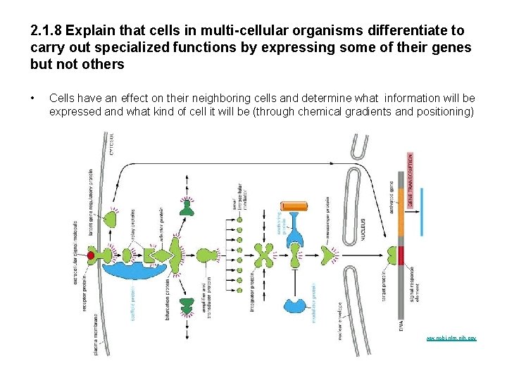 2. 1. 8 Explain that cells in multi-cellular organisms differentiate to carry out specialized
