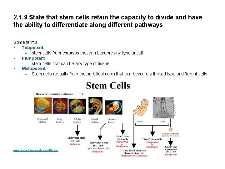 2. 1. 9 State that stem cells retain the capacity to divide and have