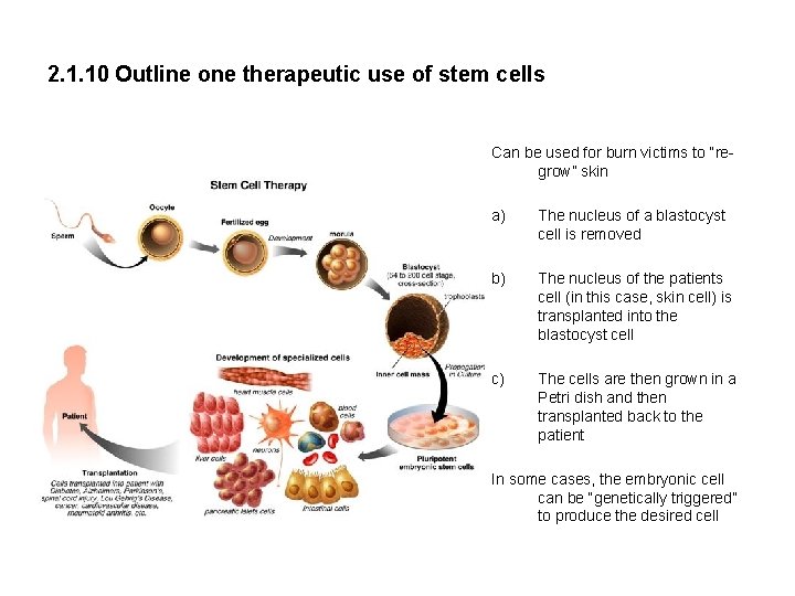 2. 1. 10 Outline one therapeutic use of stem cells Can be used for