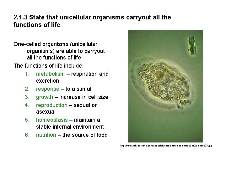 2. 1. 3 State that unicellular organisms carryout all the functions of life One-celled