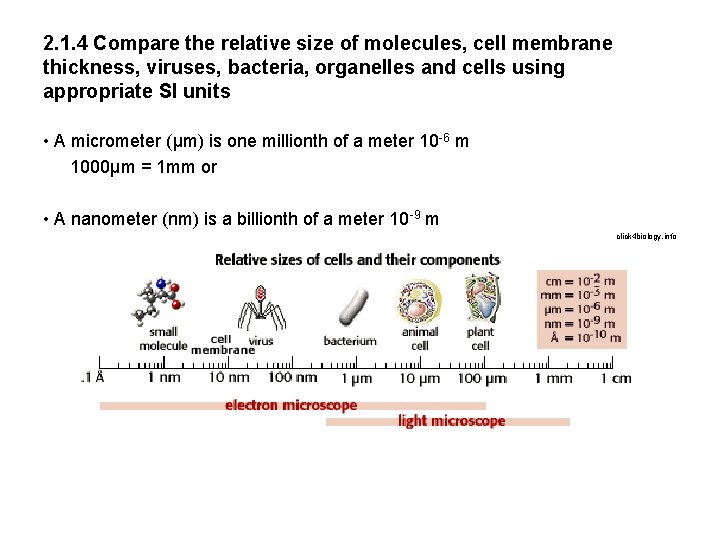 2. 1. 4 Compare the relative size of molecules, cell membrane thickness, viruses, bacteria,