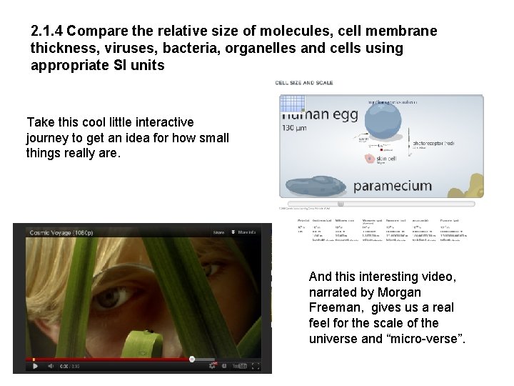2. 1. 4 Compare the relative size of molecules, cell membrane thickness, viruses, bacteria,