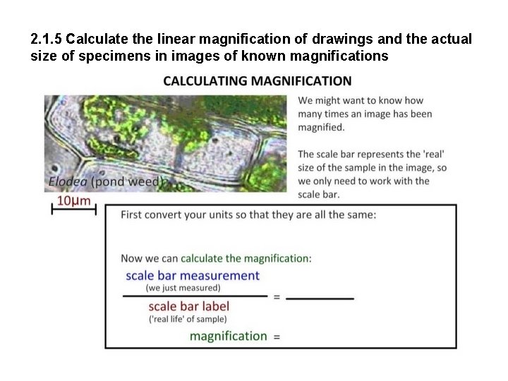 2. 1. 5 Calculate the linear magnification of drawings and the actual size of