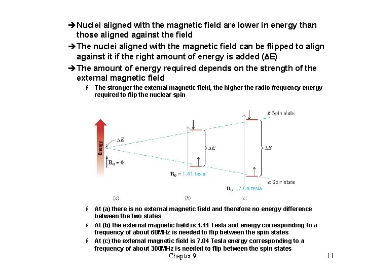 èNuclei aligned with the magnetic field are lower in energy than those aligned against
