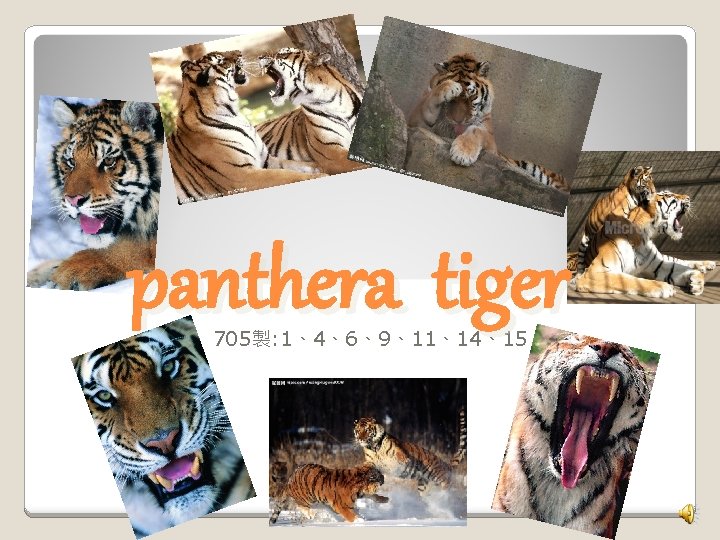 panthera tiger 705製: 1、4、6、9、11、14、15 