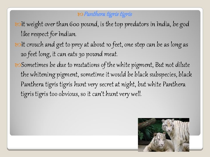  Panthera tigris It weight over than 600 pound, is the top predators in