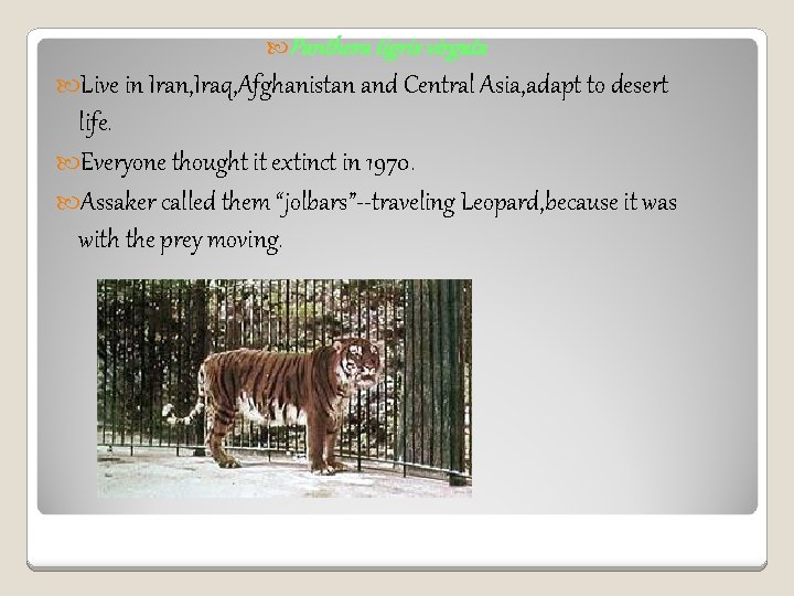  Panthera tigris virgata Live in Iran, Iraq, Afghanistan and Central Asia, adapt to