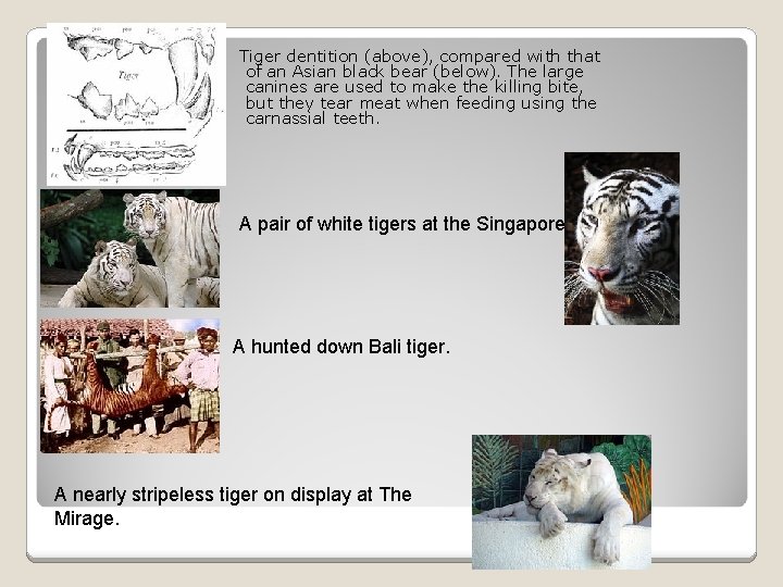 Tiger dentition (above), compared with that of an Asian black bear (below). The large