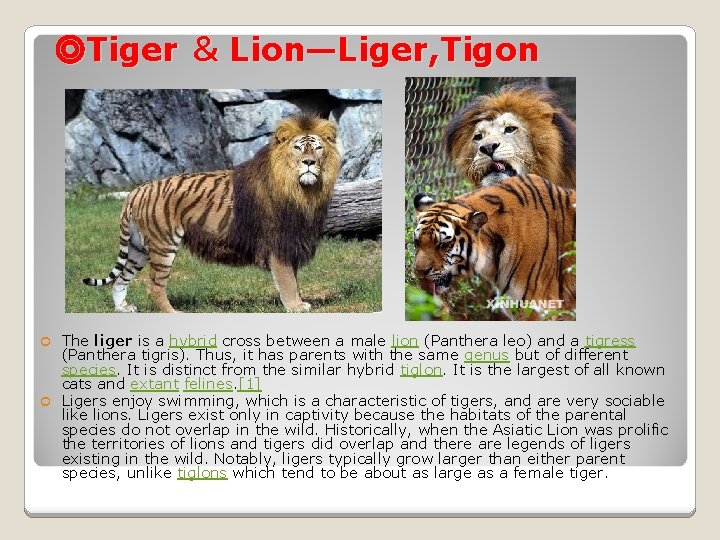 ◎Tiger ＆ Lion—Liger, Tigon The liger is a hybrid cross between a male lion