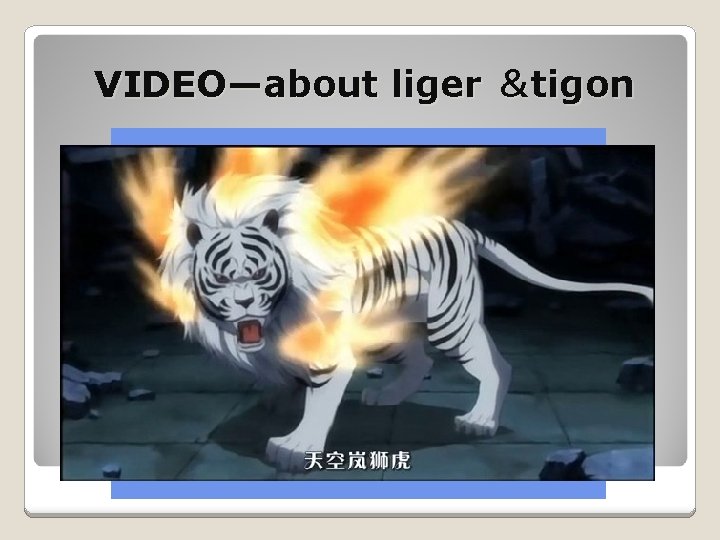 VIDEO—about liger ＆tigon 