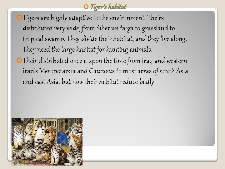  Tiger's habitat Tigers are highly adaptive to the environment. Theirs distributed very wide,