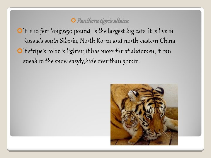  Panthera tigris altaica It is 10 feet long, 650 pound, is the largest
