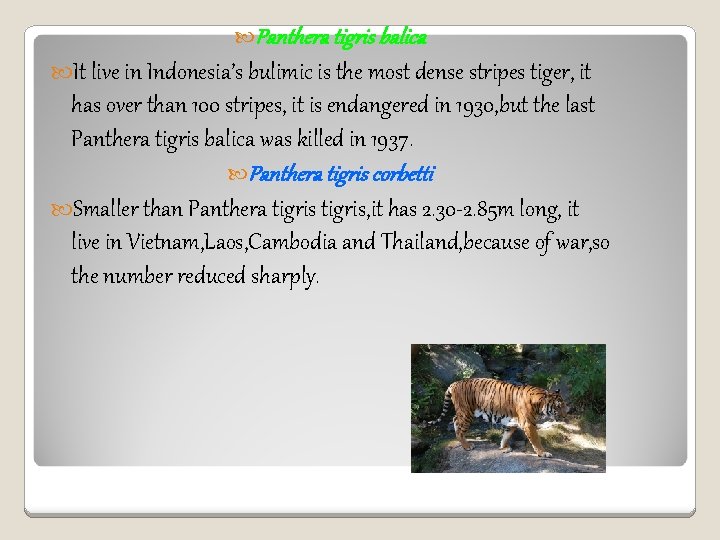  Panthera tigris balica It live in Indonesia’s bulimic is the most dense stripes