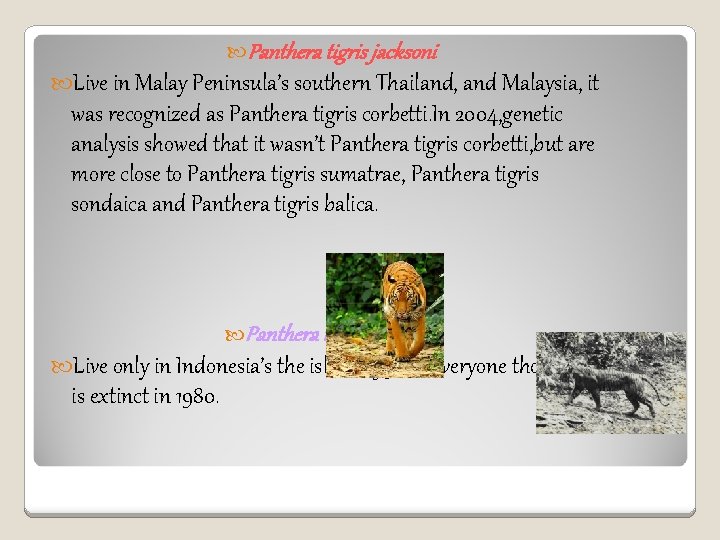  Panthera tigris jacksoni Live in Malay Peninsula’s southern Thailand, and Malaysia, it was