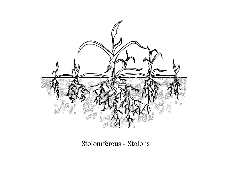 Stoloniferous - Stolons Stoloniferous - Stolons