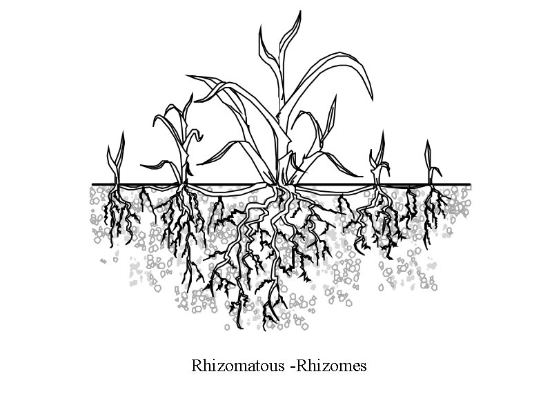 Rhizomatous -Rhizomes Rhizomatous -Rhizomes