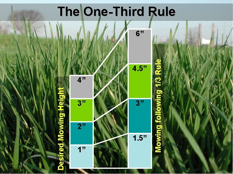 Desired Mowing Height 4. 5” 4” 3” 1” 3” 2” 1. 5” Mowing following Desired Mowing Height 4. 5” 4” 3” 1” 3” 2” 1. 5” Mowing following