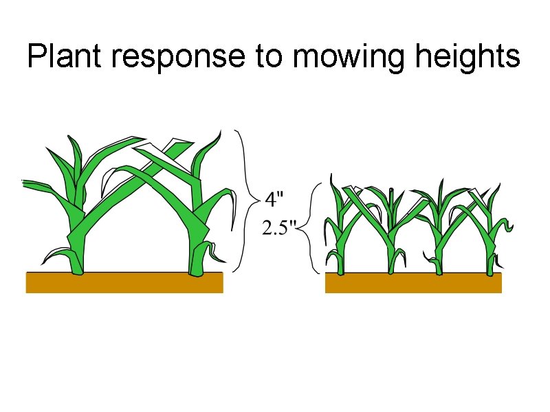 Plant response to mowing heights Plant response to mowing heights