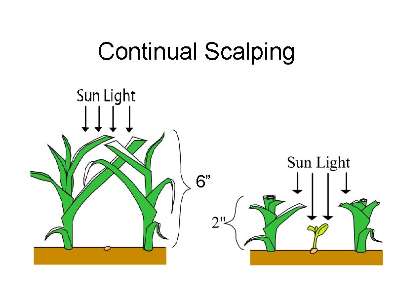 Continual Scalping 6” Continual Scalping 6”