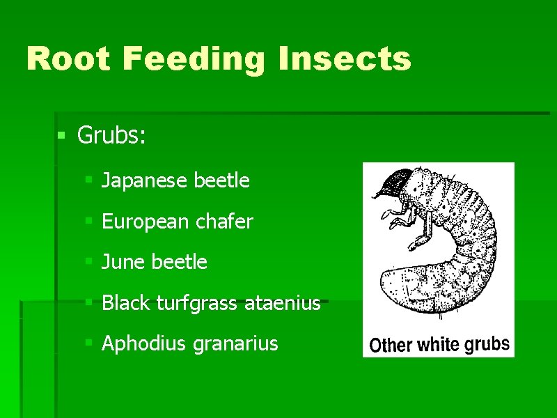Root Feeding Insects § Grubs: § Japanese beetle § European chafer § June beetle Root Feeding Insects § Grubs: § Japanese beetle § European chafer § June beetle