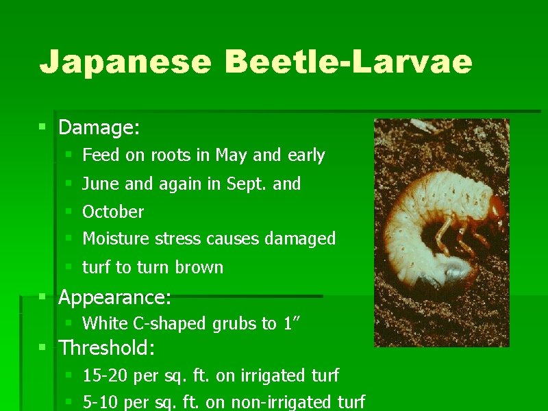 Japanese Beetle-Larvae § Damage: § Feed on roots in May and early § June Japanese Beetle-Larvae § Damage: § Feed on roots in May and early § June