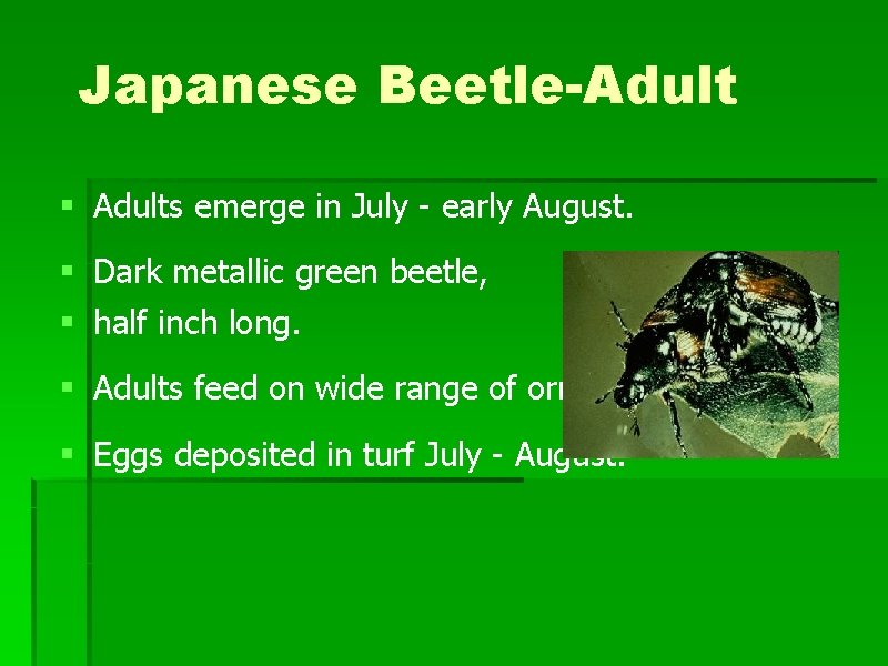 Japanese Beetle-Adult § Adults emerge in July - early August. § Dark metallic green Japanese Beetle-Adult § Adults emerge in July - early August. § Dark metallic green