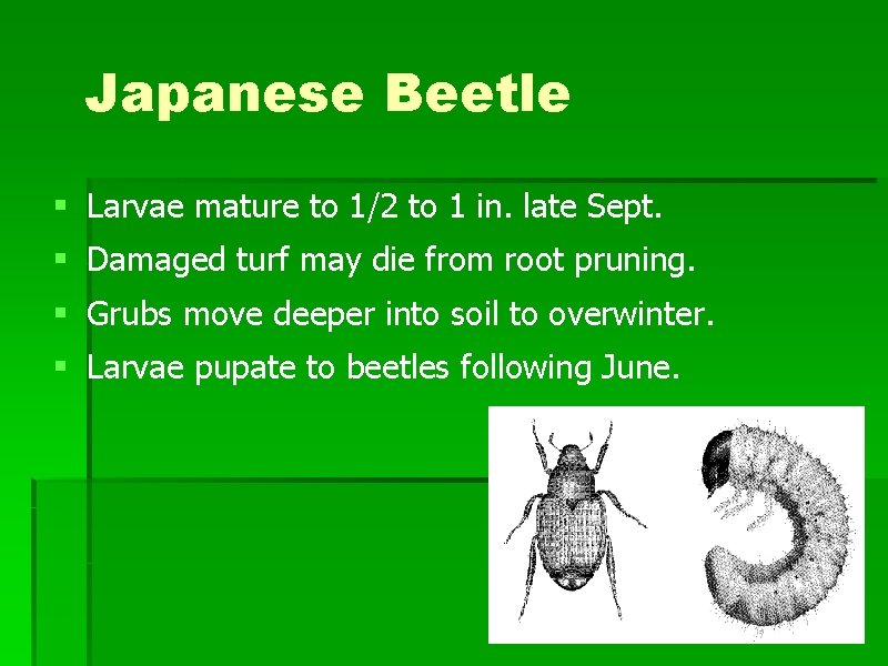 Japanese Beetle § Larvae mature to 1/2 to 1 in. late Sept. § Damaged Japanese Beetle § Larvae mature to 1/2 to 1 in. late Sept. § Damaged