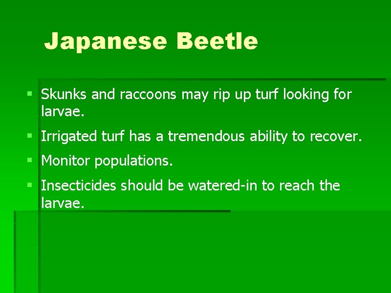 Japanese Beetle § Skunks and raccoons may rip up turf looking for larvae. § Japanese Beetle § Skunks and raccoons may rip up turf looking for larvae. §