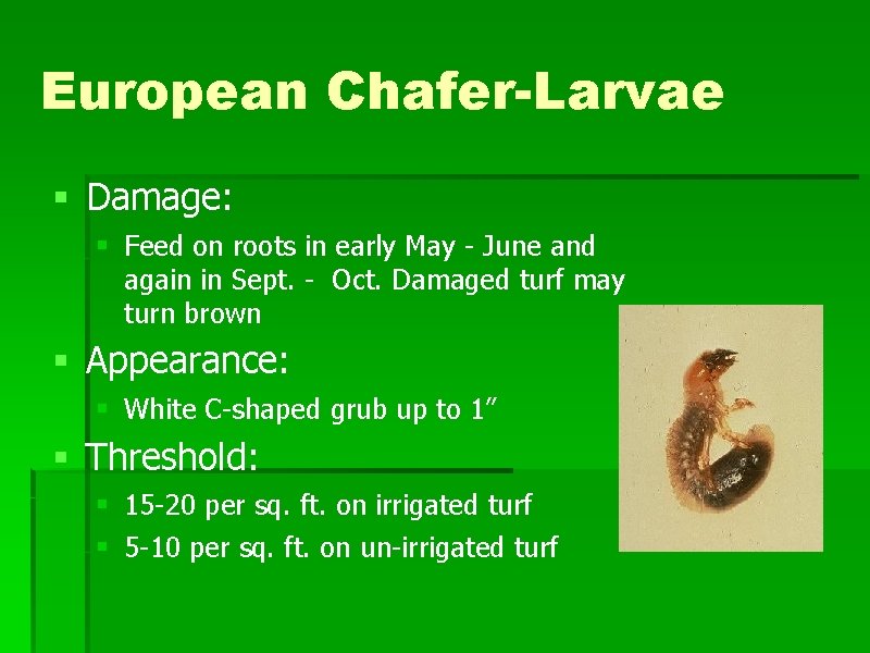 European Chafer-Larvae § Damage: § Feed on roots in early May - June and European Chafer-Larvae § Damage: § Feed on roots in early May - June and