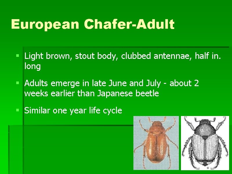 European Chafer-Adult § Light brown, stout body, clubbed antennae, half in. long § Adults European Chafer-Adult § Light brown, stout body, clubbed antennae, half in. long § Adults